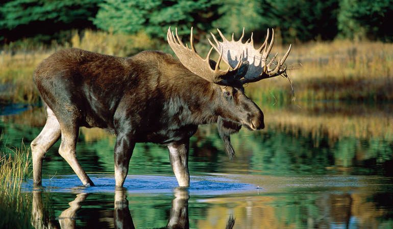 До чого сниться лось: тлумачення снів по сонникам, значення для дівчат, вагітних жінок і чоловіків