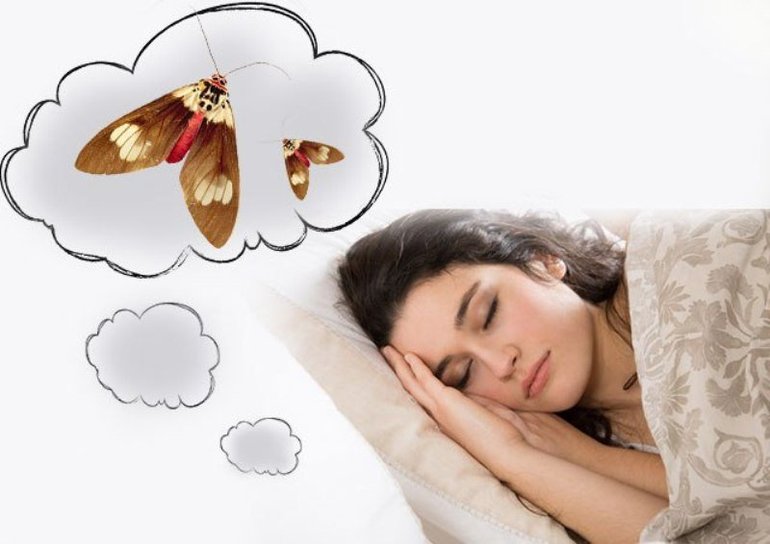 До чого сниться моль чоловікові і жінці: бачити або вбивати комах у сні