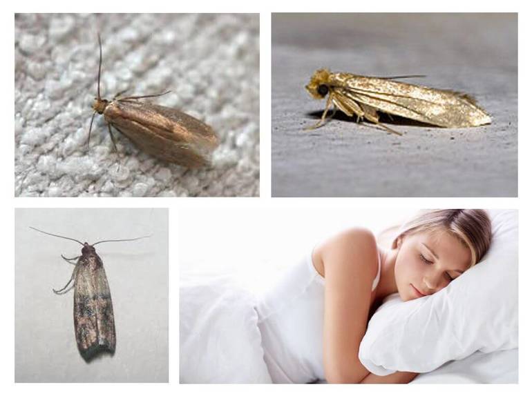 До чого сниться моль чоловікові і жінці: бачити або вбивати комах у сні