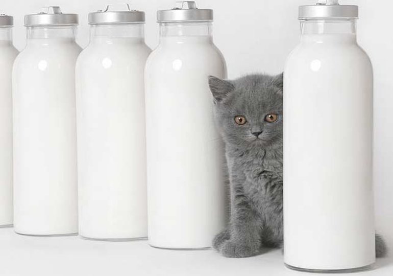 До чого сниться молоко в банку: що по соннику значить бачити коров’ячий або козячий напій, пити або розлити його
