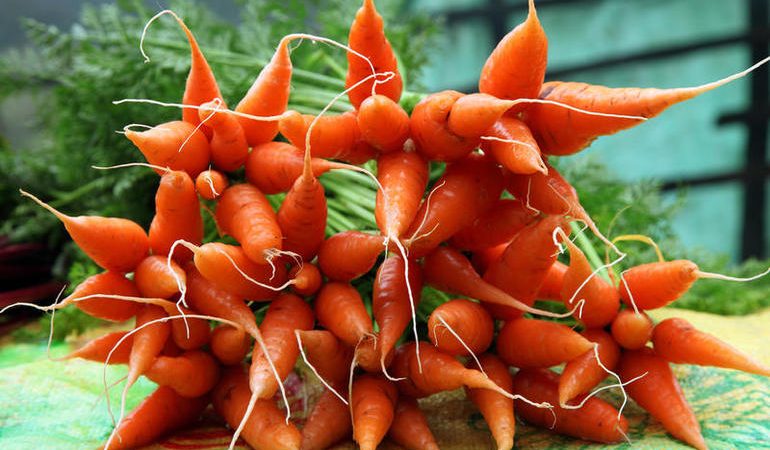 До чого сниться морква: пояснення снів, у яких чоловік або жінка сіяли, копали або крали морквину