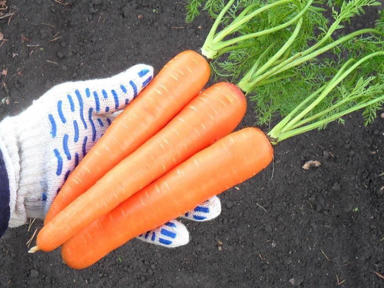 До чого сниться морква: пояснення снів, у яких чоловік або жінка сіяли, копали або крали морквину