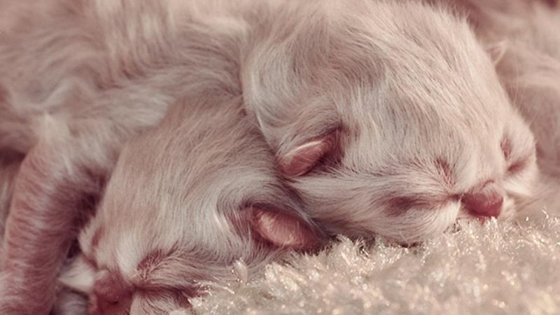 До чого сниться народження кошенят: жінці, вагітній, чоловікові