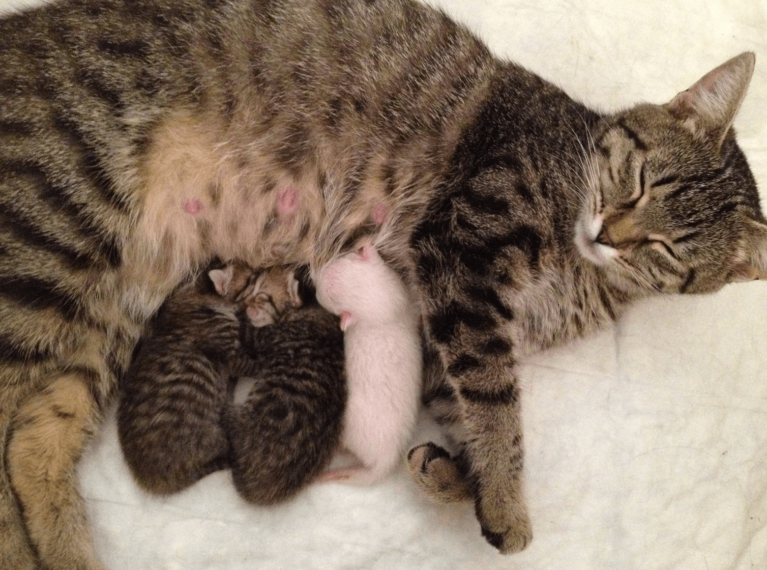 До чого сниться народження кошенят: жінці, вагітній, чоловікові