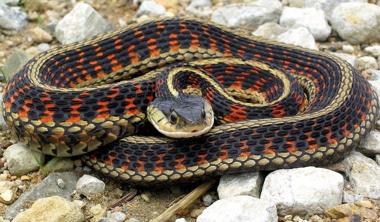 До чого сниться отруйна змія: психологія образу і його розшифрування за допомогою сонників