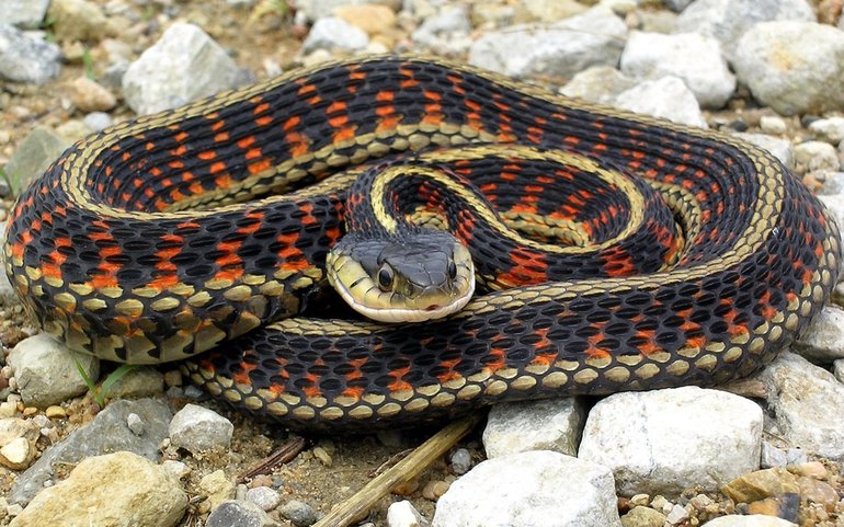 До чого сниться отруйна змія: психологія образу і його розшифрування за допомогою сонників