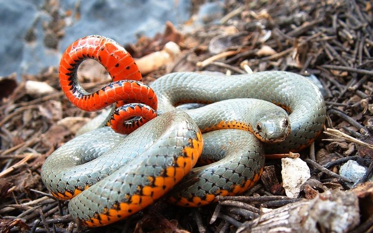 До чого сниться отруйна змія: психологія образу і його розшифрування за допомогою сонників