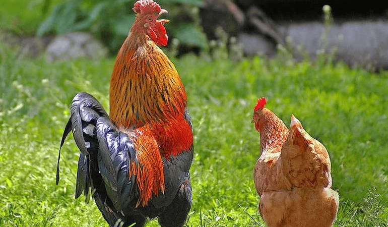 До чого сниться півень і курка: тлумачення різних сонників, містичне значення