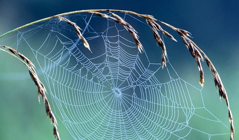 До чого сниться павутина: бачити в будинку і на вулиці, на стелі і стінах, тлумачення за сонниками