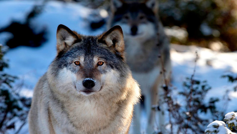 До чого сниться полювання: полювати на вовків та інших тварин, трактування сну в різних сонники