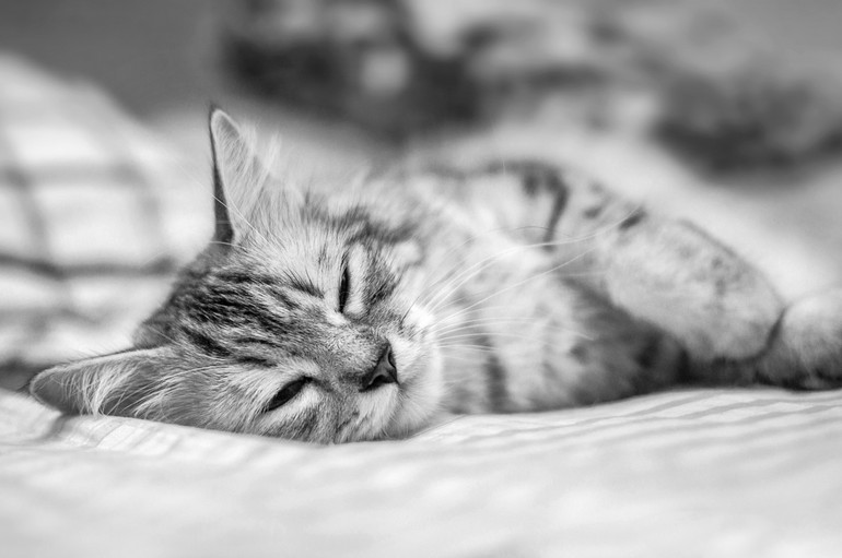 До чого сниться помер кіт: тварина приснилося господареві живим і здоровим або знову помирає в сновидінні