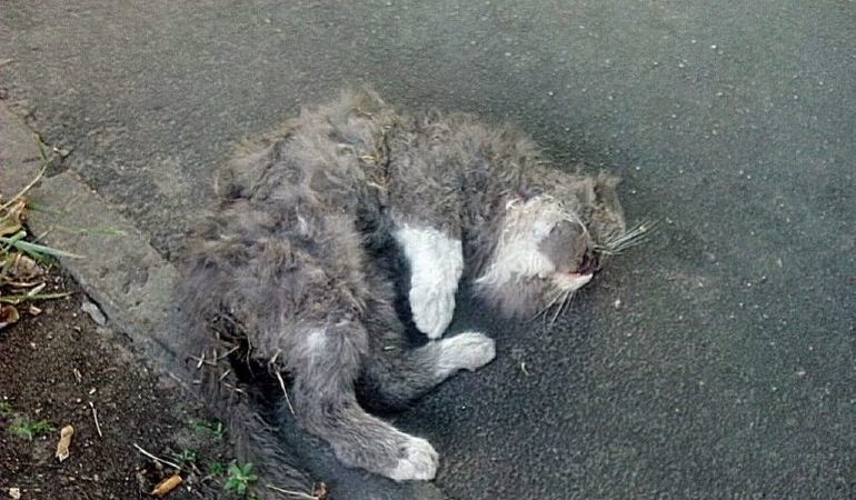 До чого сниться поранена кішка чи кіт: тлумачення сонників і думка психологів