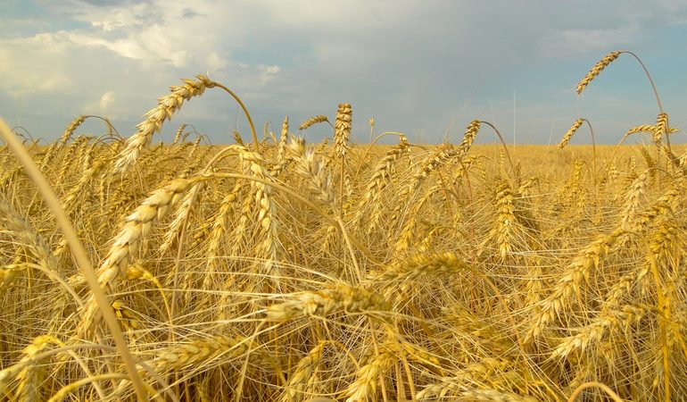 До чого сниться пшениця: значення сну по сонникам, що значить бачити пшеничне поле і колосся із зернами