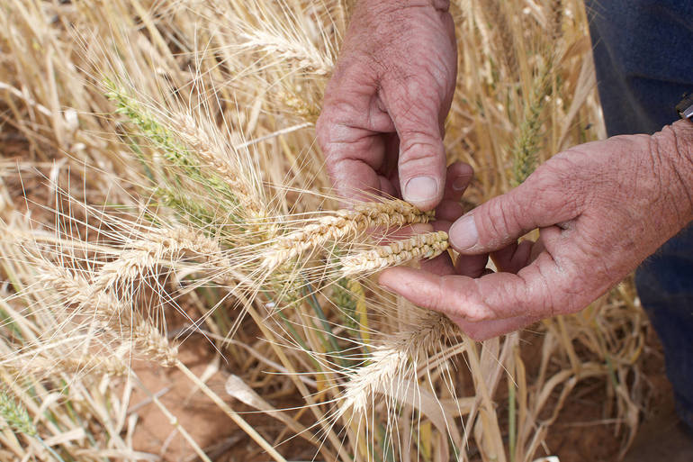 До чого сниться пшениця: значення сну по сонникам, що значить бачити пшеничне поле і колосся із зернами