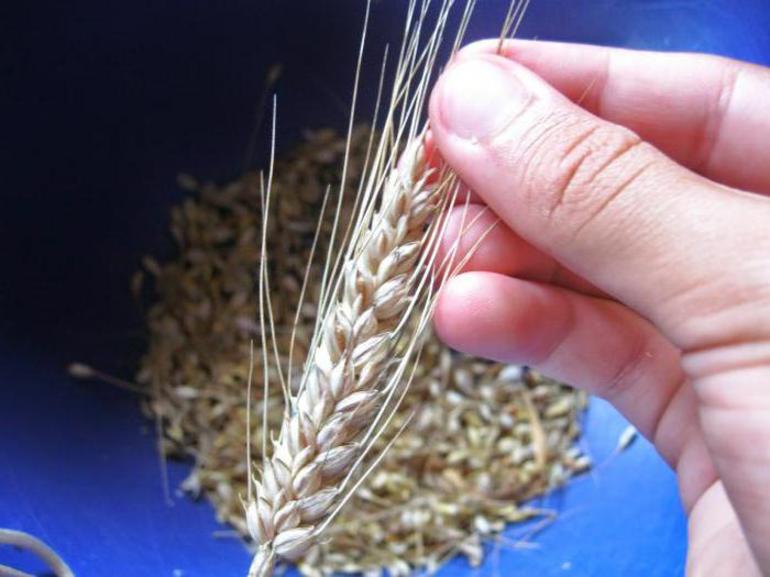 До чого сниться пшениця: значення сну по сонникам, що значить бачити пшеничне поле і колосся із зернами