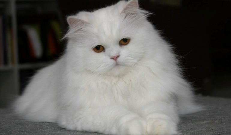 До чого сниться пухнастий білий кіт: тлумачення сну в популярних сонники, значення для жінок