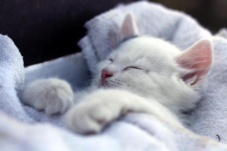 До чого сниться пухнастий білий кіт: тлумачення сну в популярних сонники, значення для жінок