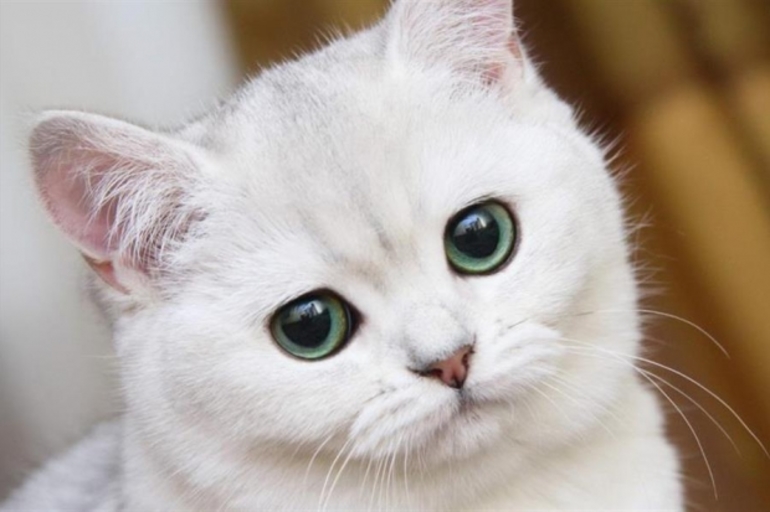 До чого сниться пухнастий білий кіт: тлумачення сну в популярних сонники, значення для жінок