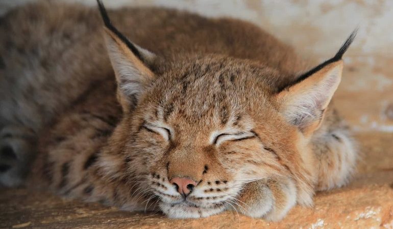 До чого сниться рись: тлумачення снів, в яких приснилася велика чи маленька дика кішка, думка різних сонників