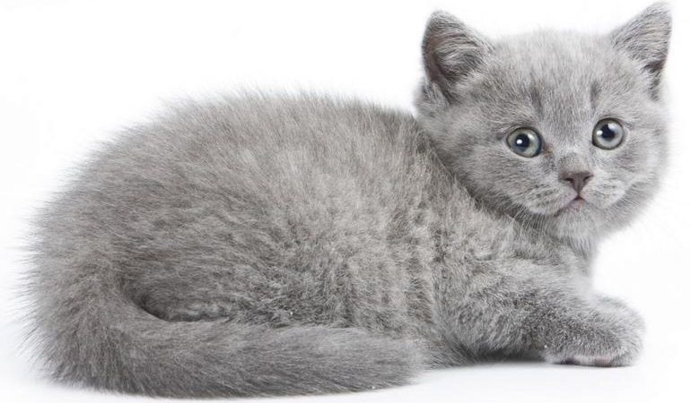 До чого сниться сіре кошеня жінкам і чоловікам: бачити в сні маленького котика, взяти його на руки