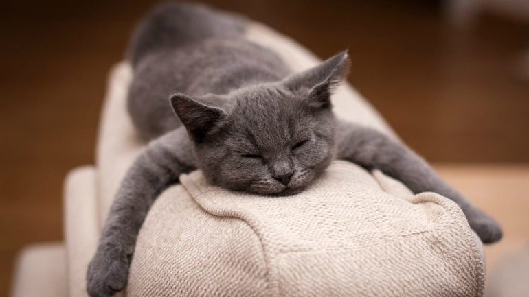 До чого сниться сіре кошеня жінкам і чоловікам: бачити в сні маленького котика, взяти його на руки