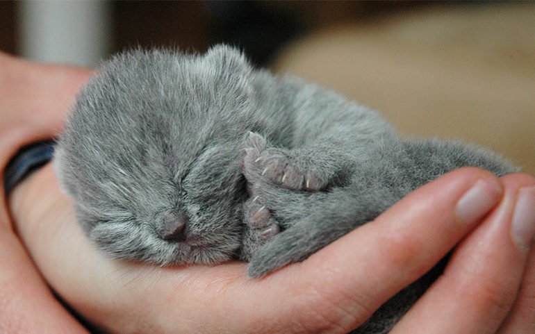 До чого сниться сіре кошеня жінкам і чоловікам: бачити в сні маленького котика, взяти його на руки