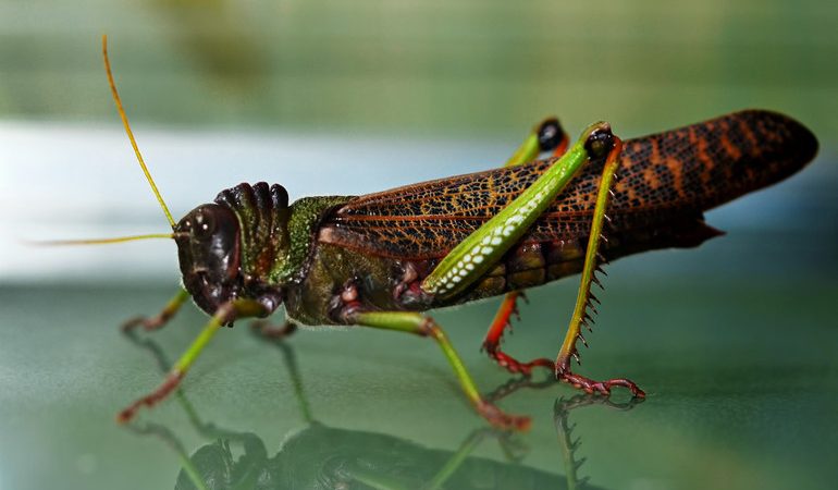 До чого сниться сарана в будинку або квартирі: особливість появи її уві сні, значення побаченого по сонникам