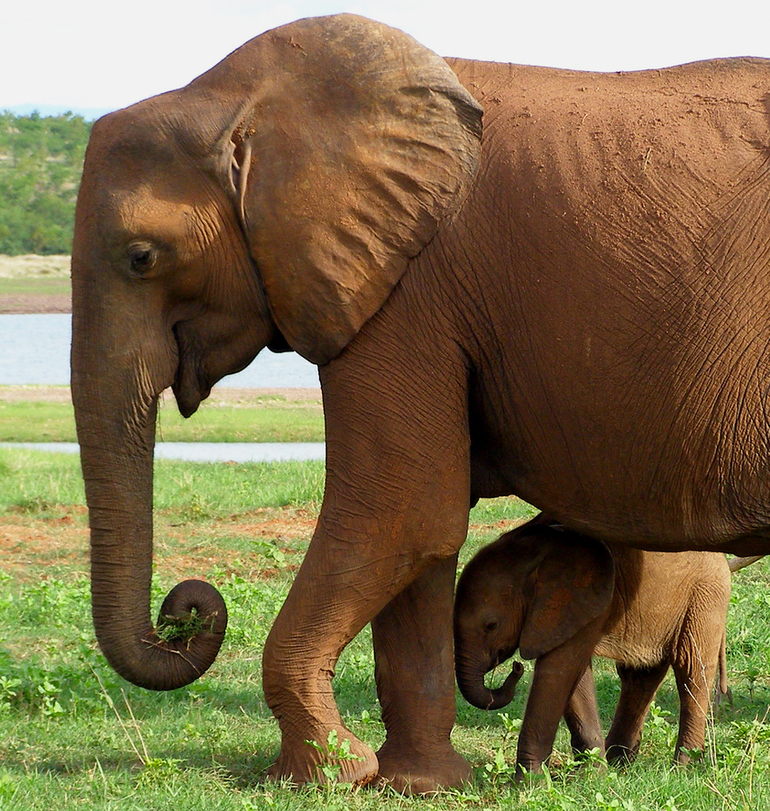 До чого сниться слон: тлумачення сонників, що означає рожевий слоник