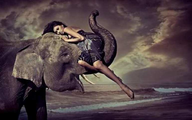 До чого сниться слон: тлумачення сонників, що означає рожевий слоник