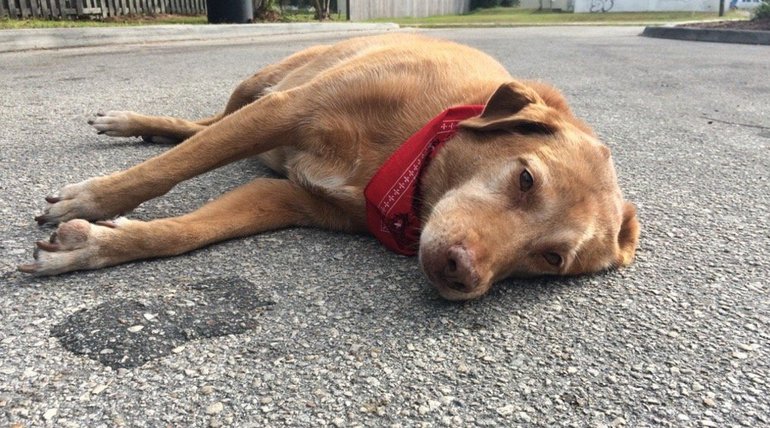 До чого сниться смерть собаки: тлумачення сну популярними сониками про живого пса, який помирає