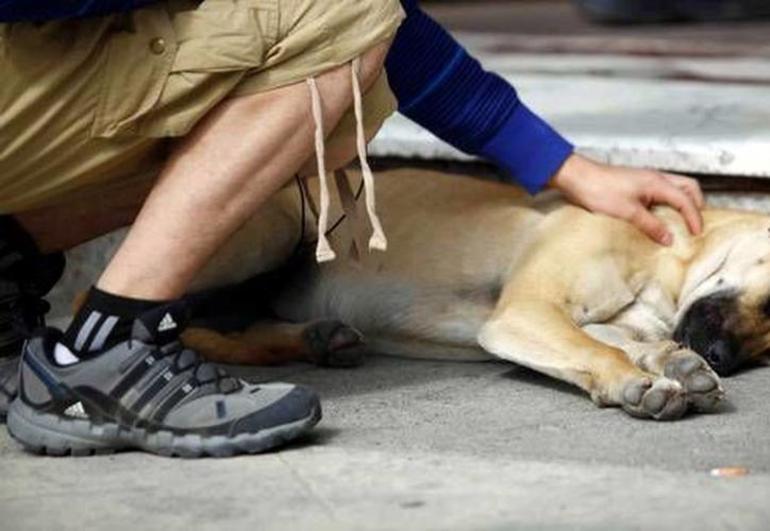 До чого сниться смерть собаки: тлумачення сну популярними сониками про живого пса, який помирає