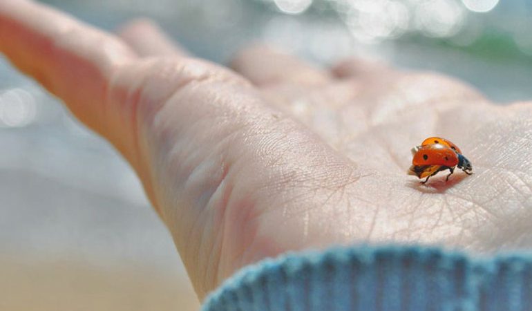 До чого сниться сонечко: велика і маленька, жінці і чоловікові, тлумачення з різних сонників