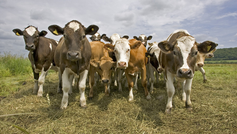 До чого сниться стадо корів: особливості бачення для жінок і чоловіків, тлумачення в різних сонники