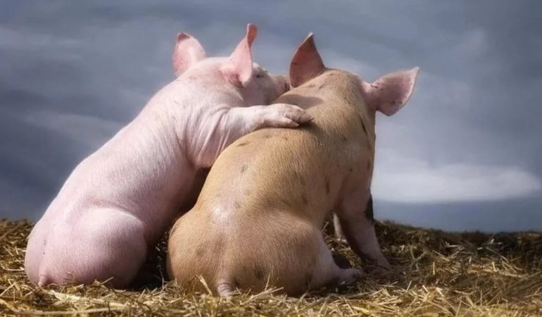 До чого сниться свиня по сонникам: жива свинюшка, що означає зарізати і обробляти уві сні підсвинка