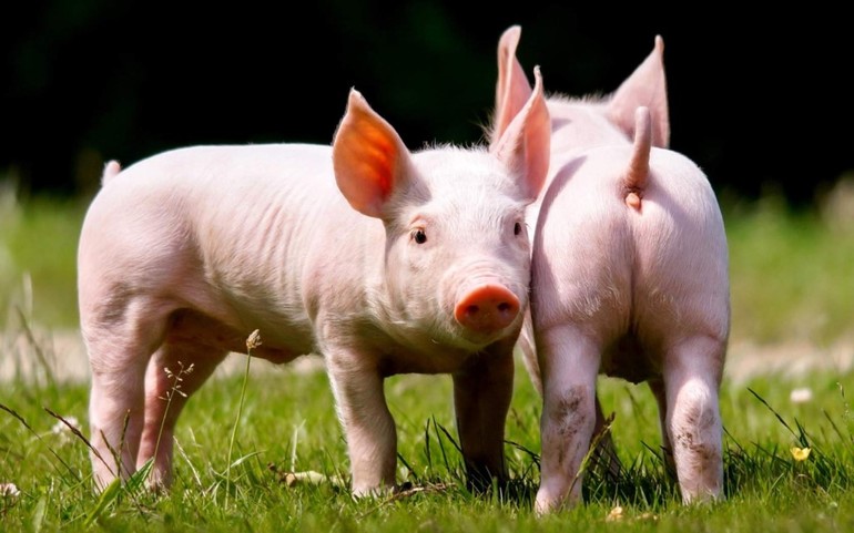 До чого сниться свиня по сонникам: жива свинюшка, що означає зарізати і обробляти уві сні підсвинка