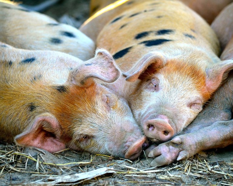 До чого сниться свиня по сонникам: жива свинюшка, що означає зарізати і обробляти уві сні підсвинка