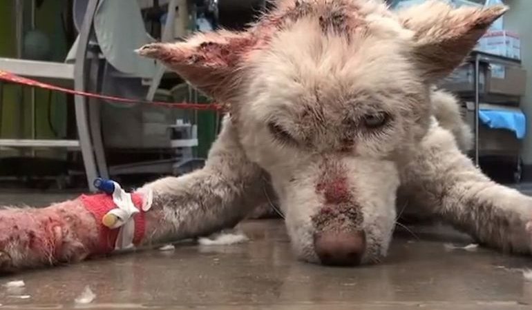 До чого сниться своя або чужа собака в крові: роз’яснення сну по сонникам