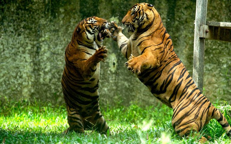 До чого сниться тигр: тлумачення по сонникам, ласкавий і добрий, у клітині