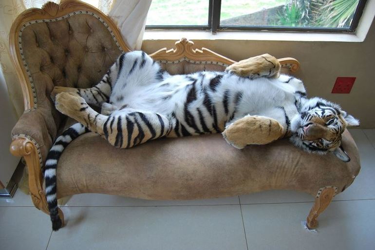 До чого сниться тигр: тлумачення по сонникам, ласкавий і добрий, у клітині