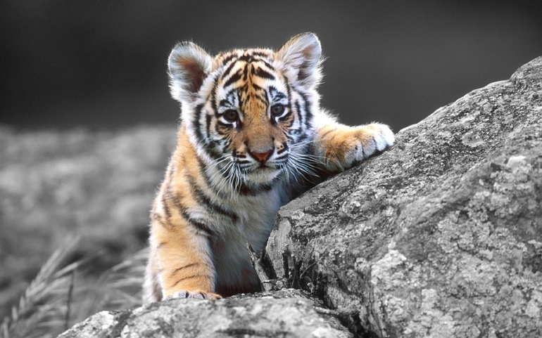 До чого сниться тигреня: побачити маленького тигра; сонники: чому може приснитися білий, добрий звір