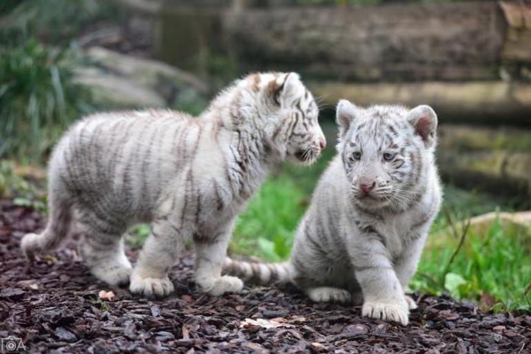 До чого сниться тигреня: побачити маленького тигра; сонники: чому може приснитися білий, добрий звір