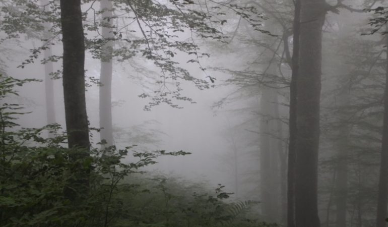 До чого сниться туман: поява на дорозі, над водою, чи в місті, значення сну за різними сонникам