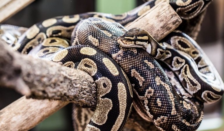 До чого сниться удав: бачити в сні, загальне тлумачення сонників і психологів