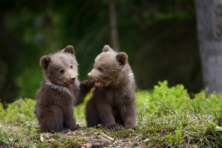 До чого сниться ведмідь: тлумачення сонників для жінок і чоловіків, образ тварини і дії