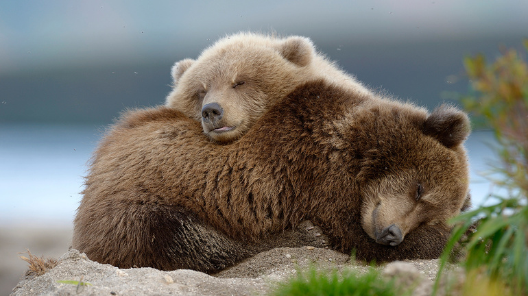 До чого сниться ведмедиця з ведмежатами: що очікувати чоловікові і жінці після побаченого сну