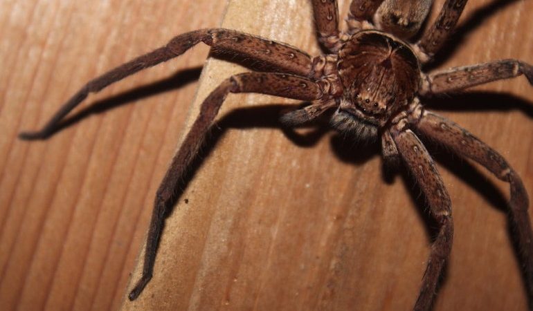 До чого сниться великий чорний павук: розмір та дії величезного волохатого комахи уві сні