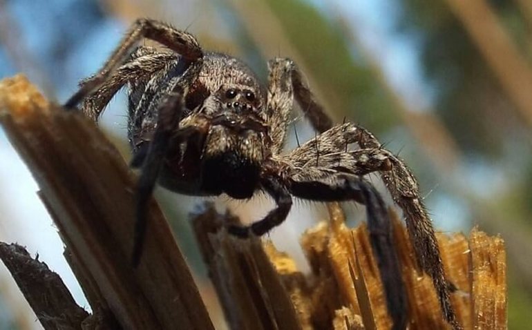 До чого сниться великий чорний павук: розмір та дії величезного волохатого комахи уві сні
