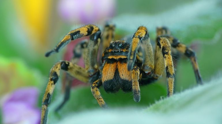 До чого сниться великий чорний павук: розмір та дії величезного волохатого комахи уві сні