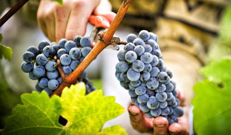 До чого сниться виноград: рвати і їсти ягоди уві сні, красти їх, значення по соннику