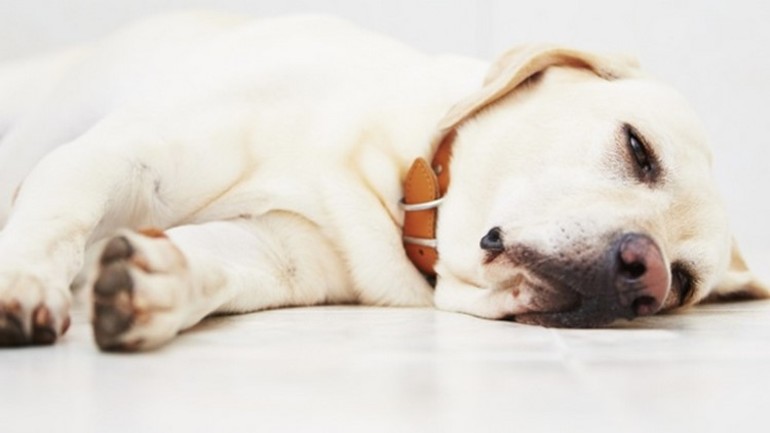 До чого сниться вмираюча собака: що значить бачити впольовану і знаходиться при смерті тварина